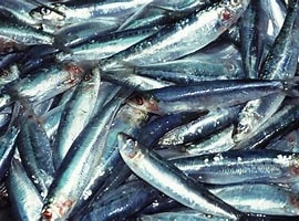 sardines