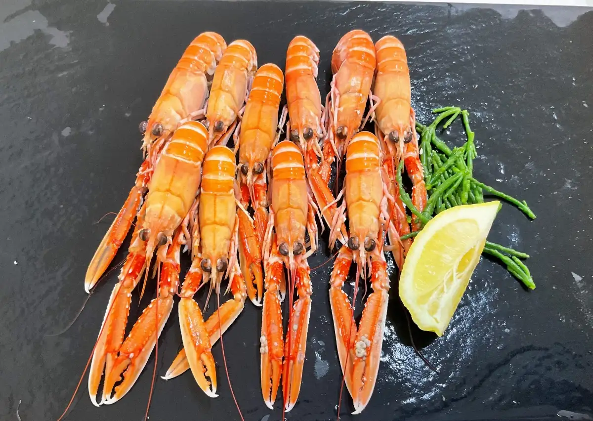 LANGOUSTINE CUITES 16/20